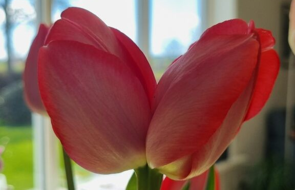 Min valentin og våre valentinarar
